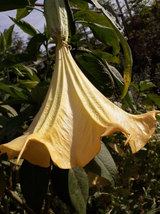 Бругмасия шикарный вид