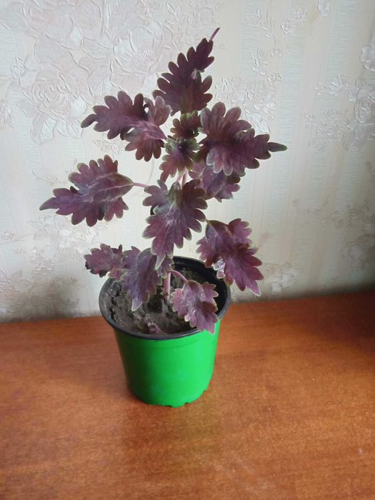 Колеус три вида  по 1000 тенге