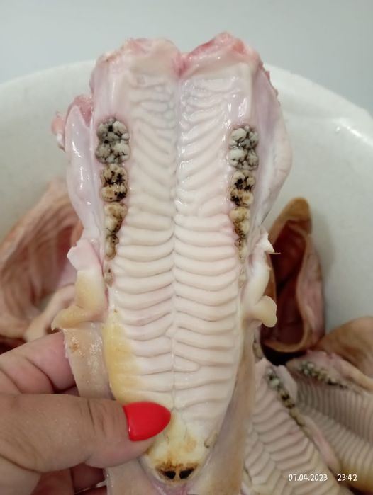 Головы Свиные Зубы