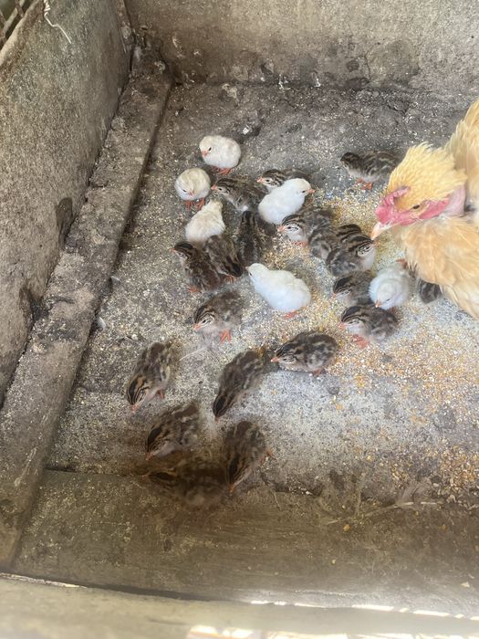 Vand pui de gaina de casa si pui de bibilici Mai multe detali la numaru de telefon 0741996410