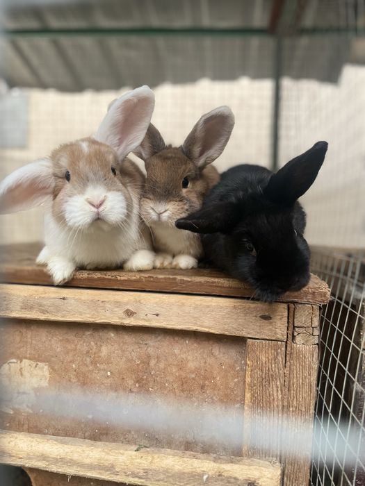 Карликовые кролики