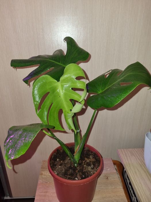 Монстера деликатесная