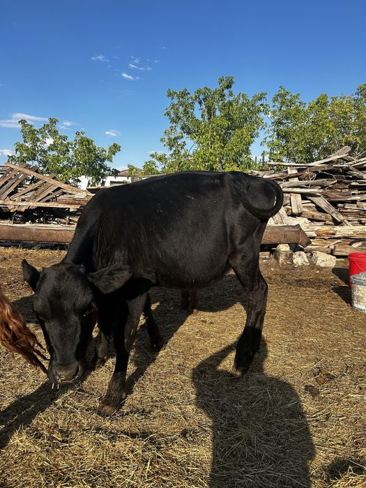 Продаются телята, бычки и телочки