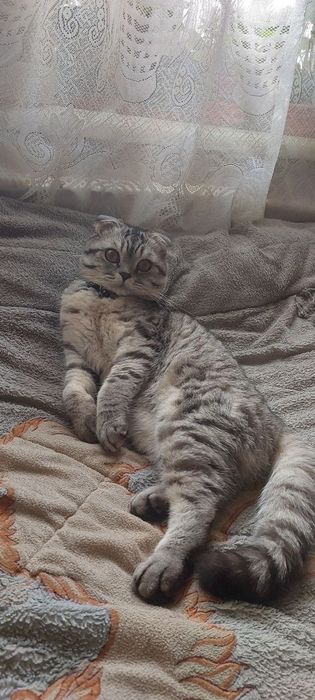 Вислоухий кот скотиш фолд