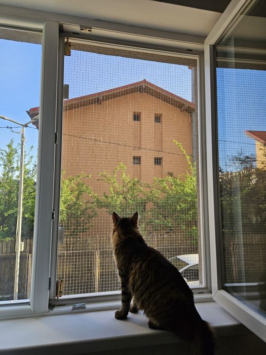 Plasa metalica pentru siguranța pisicutelor.