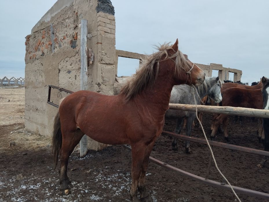 Продам    жеребца с откорма