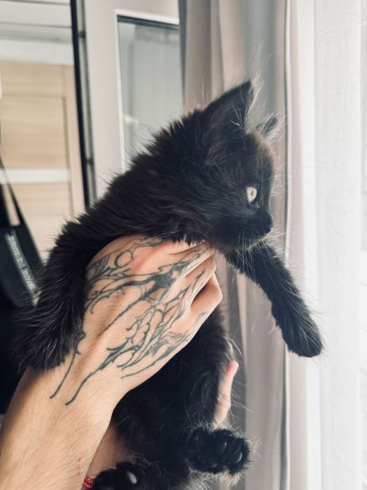 Котенок в Добрые руки