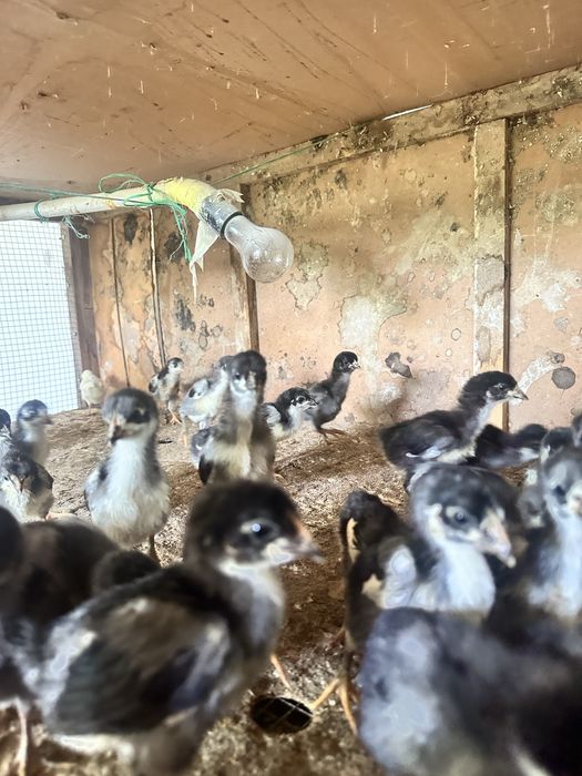 Devordagi kauchuk nayza