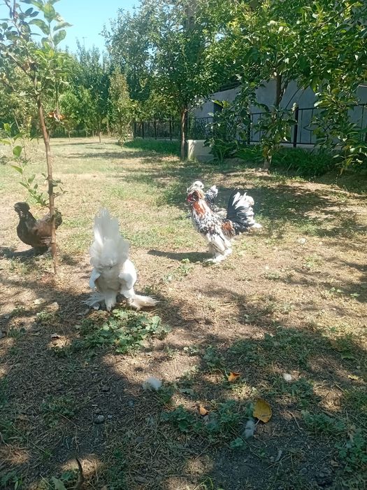 Японский султанка кораз тоук