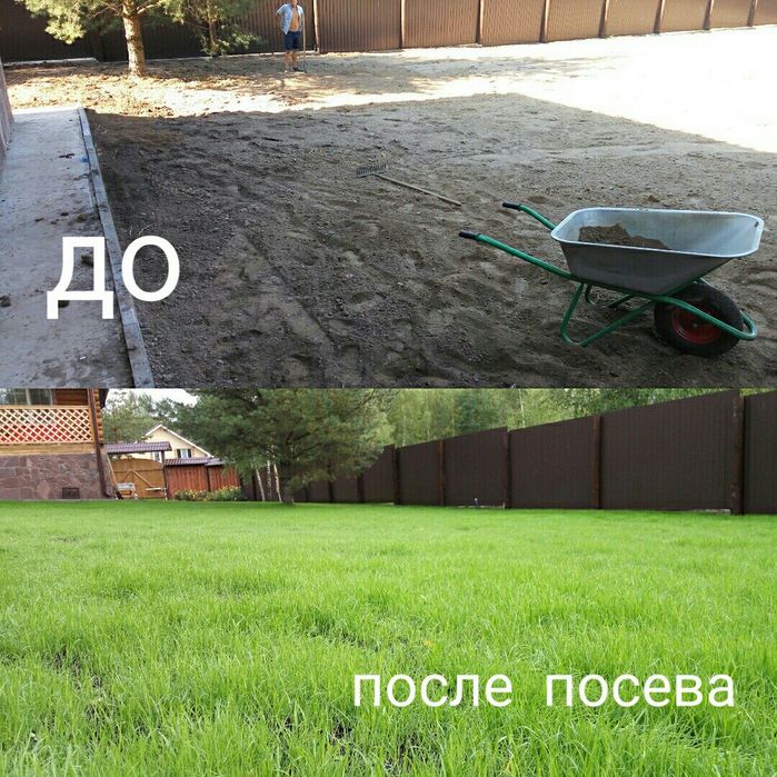 Газон посев, рулонный