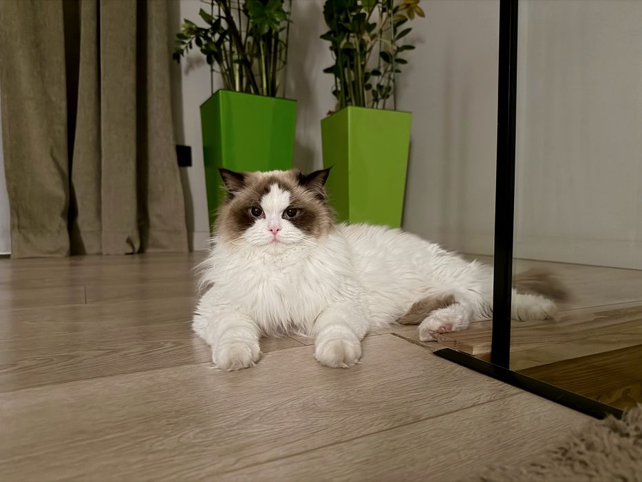 Кошка рэгдолл ищет жениха