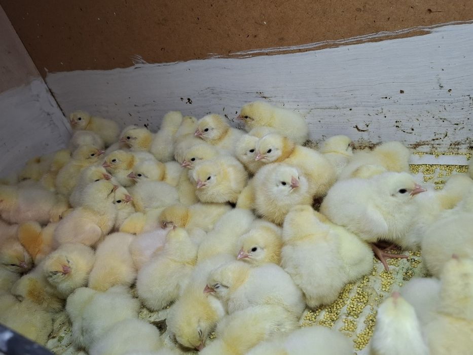 Цыплята адлер/кучин