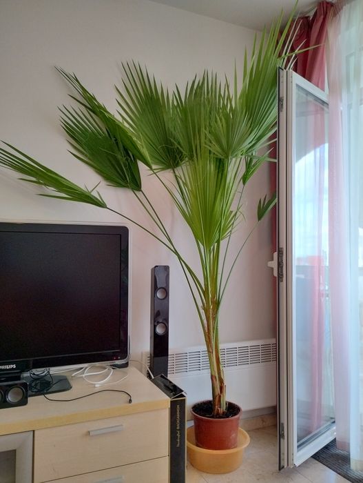 Мексиканска Палма Ветрило - Вашингтония ( Вашингтон)