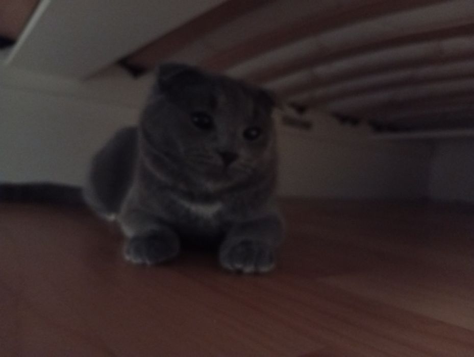 Отдам кошку Даром