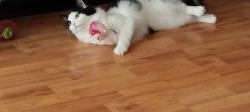 Кошечка ищем любящею семью