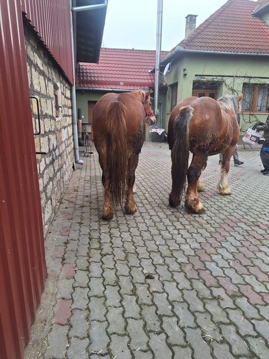 Vand cal (armăsar)și iapa