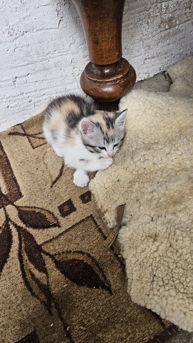 Отдам котят в добрые руки