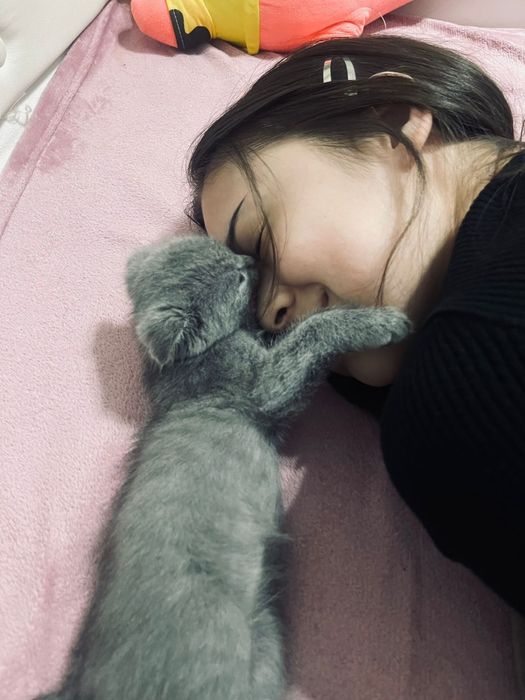 Породистая кошка шотландская