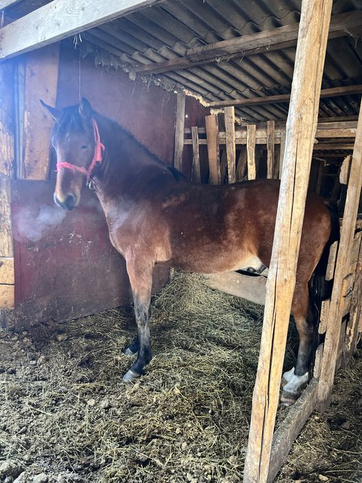 Жеребчик Англо-рысак.