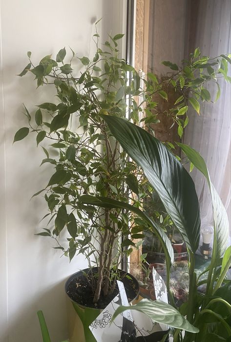 Тюльпаны -луковицы , Фикус Бенджамин