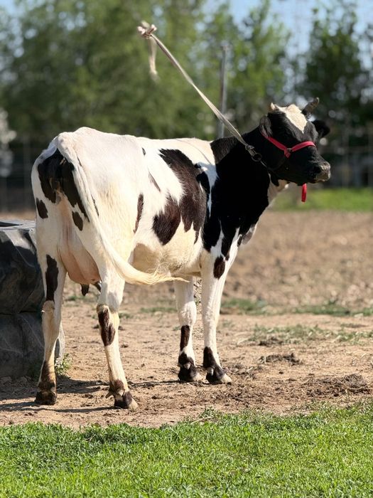 Парода чёрна пёстрый