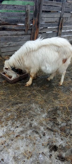 Țap de vînzare 3 ani