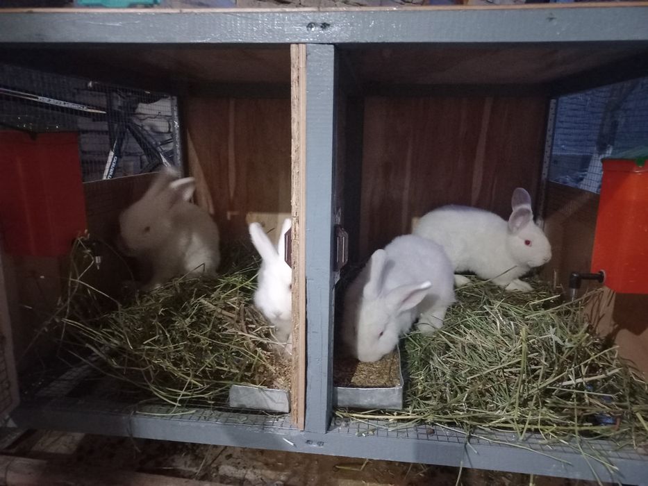 Нвозеландские кролики