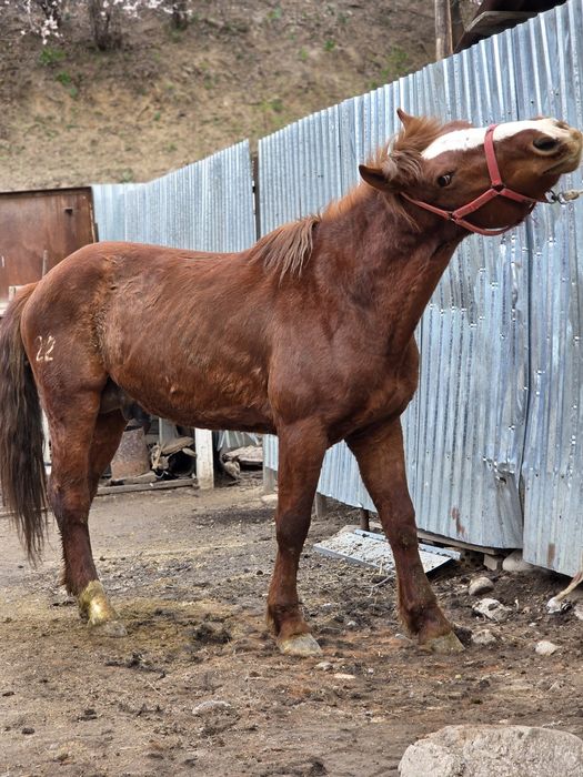 Полу тяж айғыр сатылады