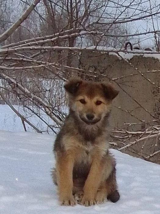 Щенки в добрые ручки