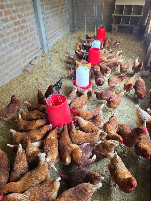 Puicute ouatoare rosi