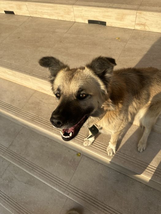 Потерялась собака