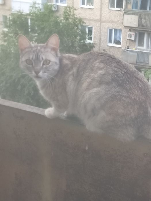 Отдам кошку в хорошие руки