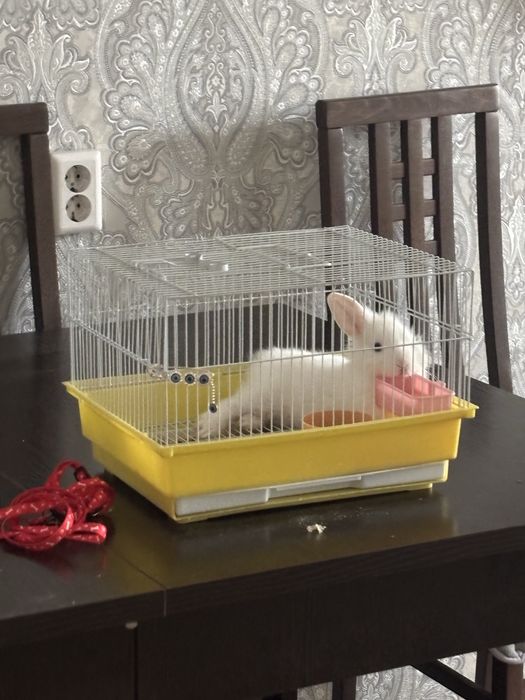 продам кролик 3 месяц было