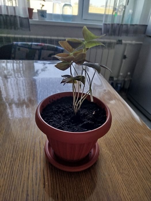 Продается цветы кислица(бабочки).