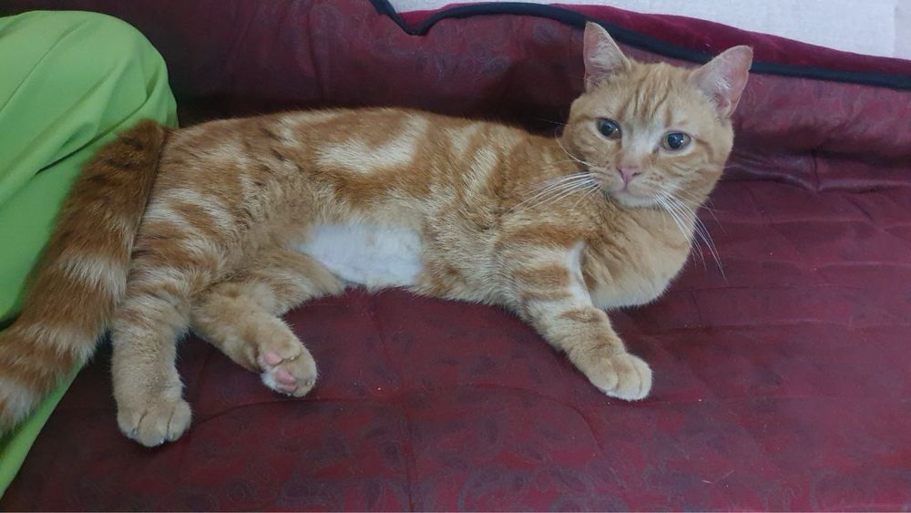 Продается кошка Манчкин