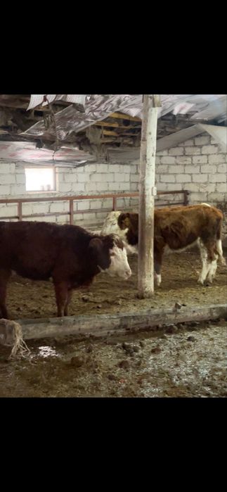 Телочки полторашки