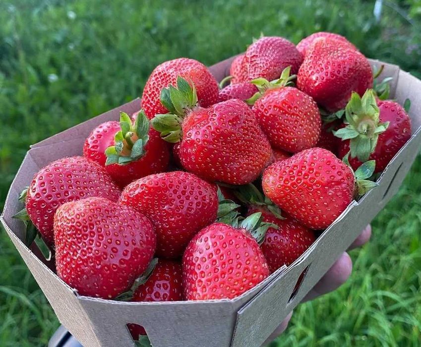 Продаём   рассада   клубники