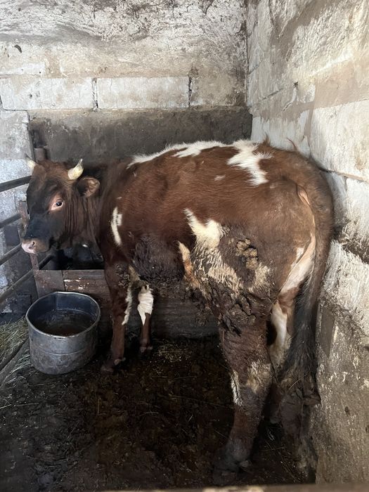 Продаю быка 3  года