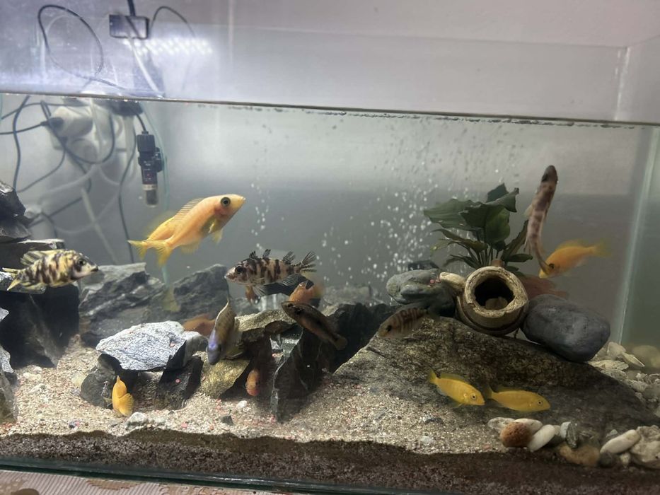 Vand Acvariu de 80x46x32