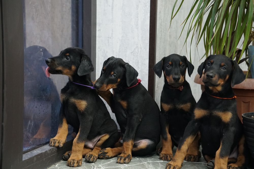 Продаются щенки добермана