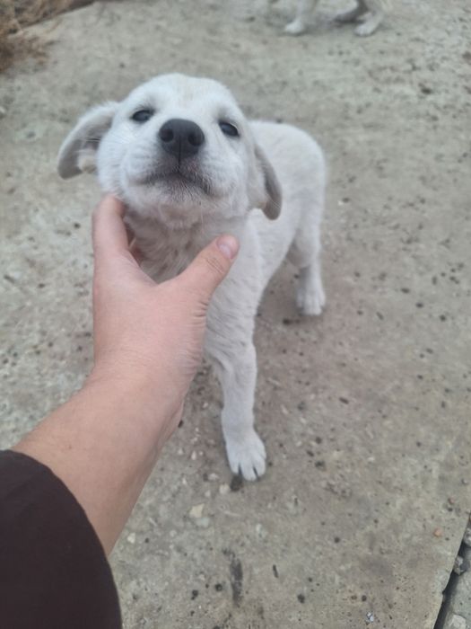 Отдам щенят чистые домашние