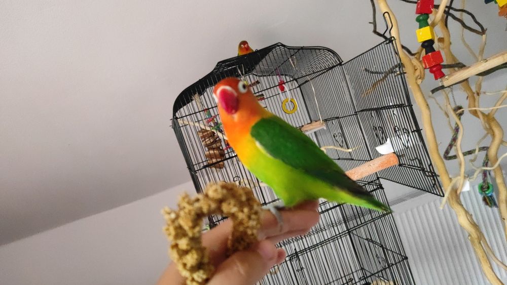 Se vând doi papagali Coco și Honye împreună (femele) cu cuștile lor