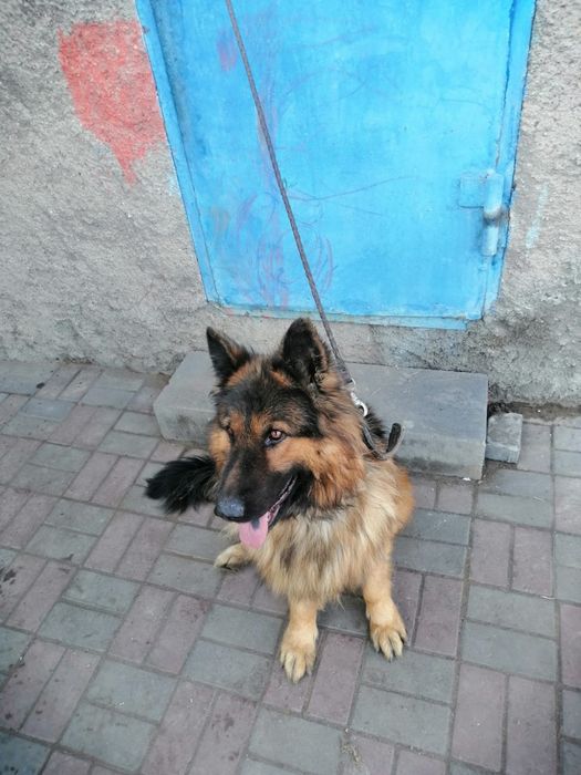 Немецкая овчарка кабель