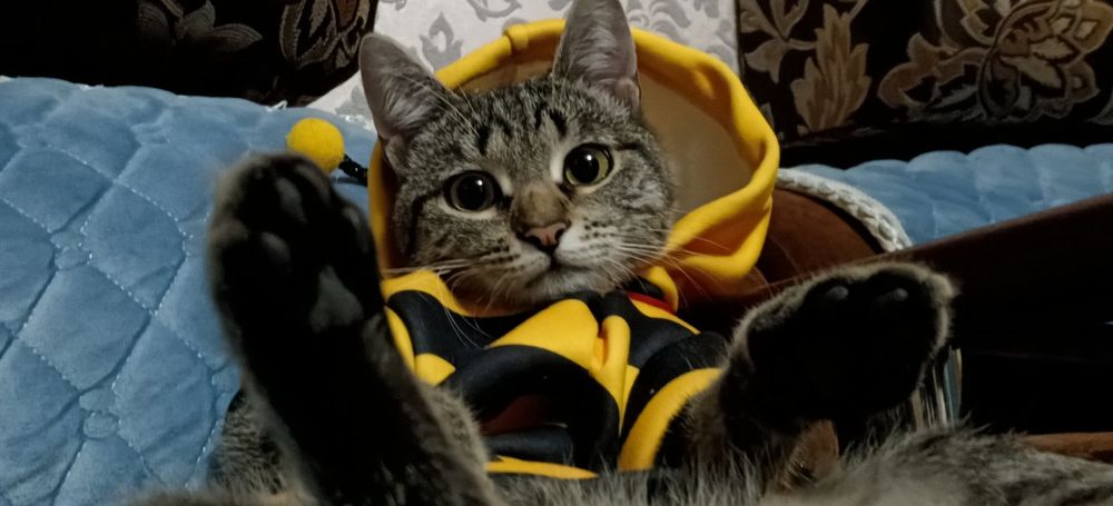 Котенок 9 месяцев