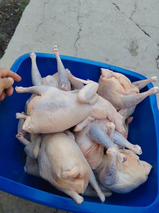 Дамашни хурозлар