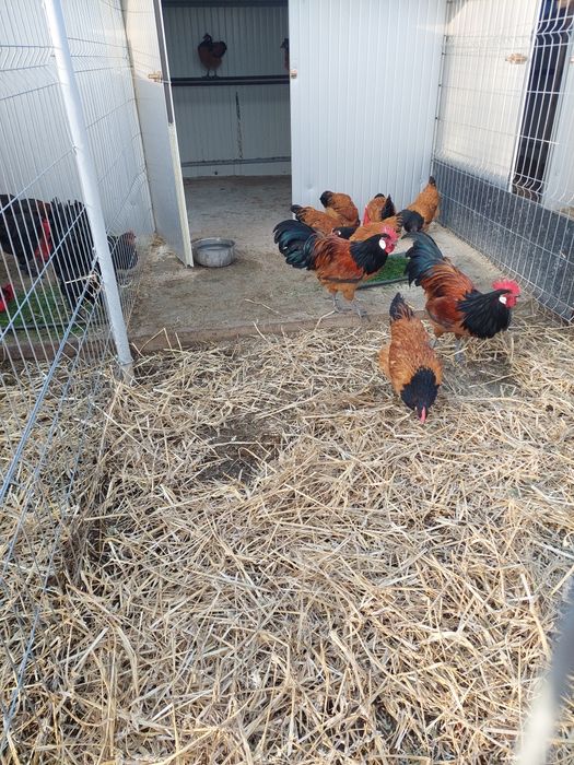 Marans,Vorwerk, Australorp..