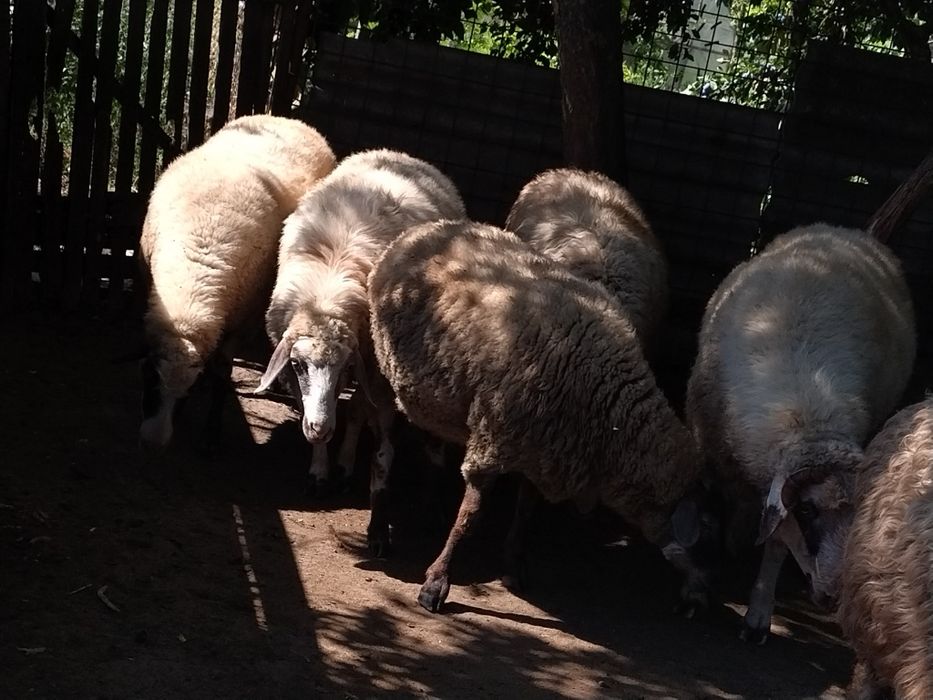 Oi de carne de vânzare