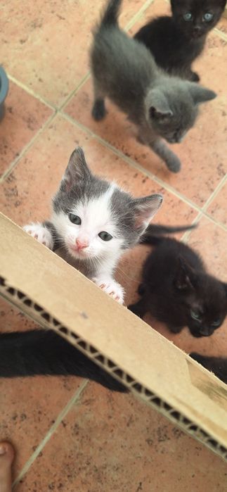 Только в надёжные, добрые руки!