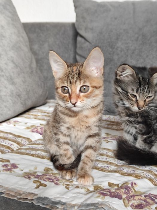 Отдаём котята бауырластар 2