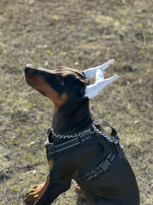 Собачка доберман